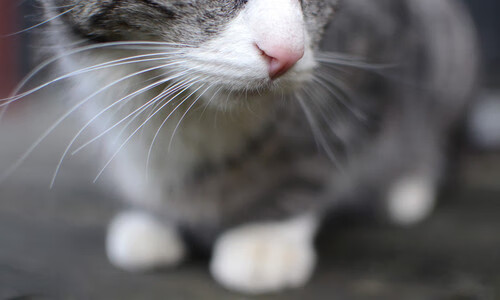 爱游戏在线登录-Alfa Romeo的隐形实力：未来有望成黑马，alfa romeo 2000 spider veloce