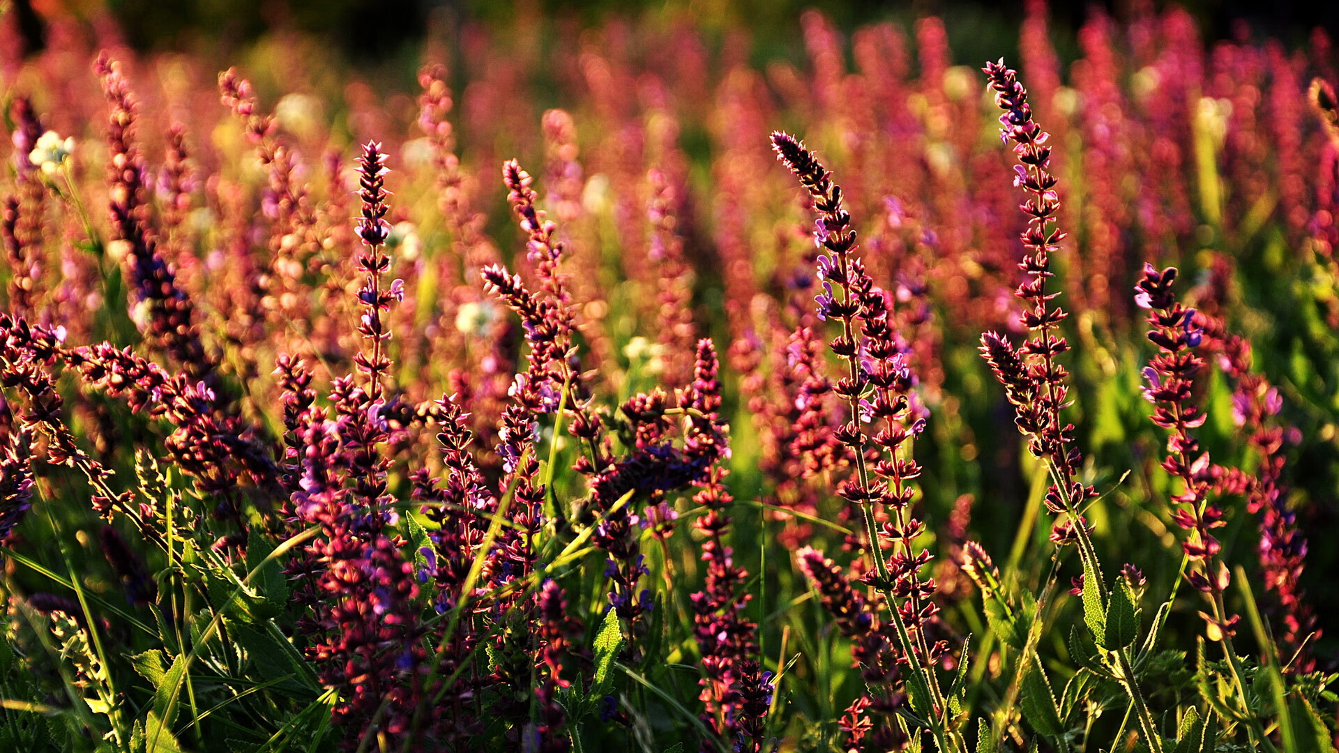 Dota 2 战队战术多样化发展，dota2战队tundra